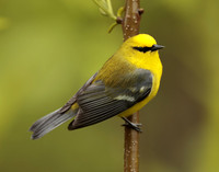 Blue-winged Warbler Vermivora cyanoptera