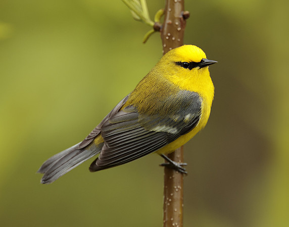 Blue-winged Warbler Vermivora cyanoptera