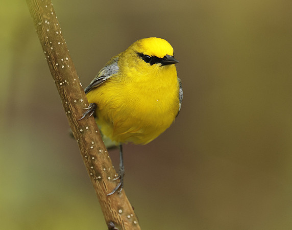 Blue-winged Warbler Vermivora cyanoptera