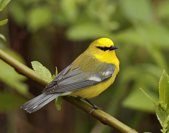 Blue-winged Warbler Vermivora cyanoptera