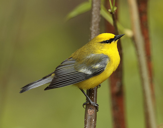 Blue-winged Warbler Vermivora cyanoptera