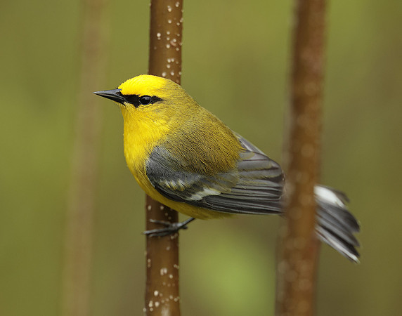 Blue-winged Warbler Vermivora cyanoptera