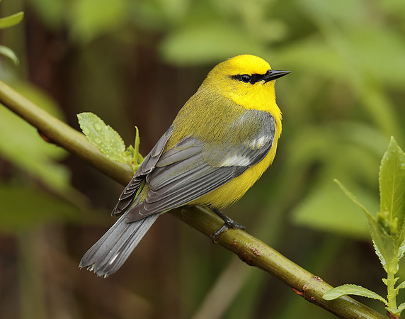Blue-winged Warbler Vermivora cyanoptera