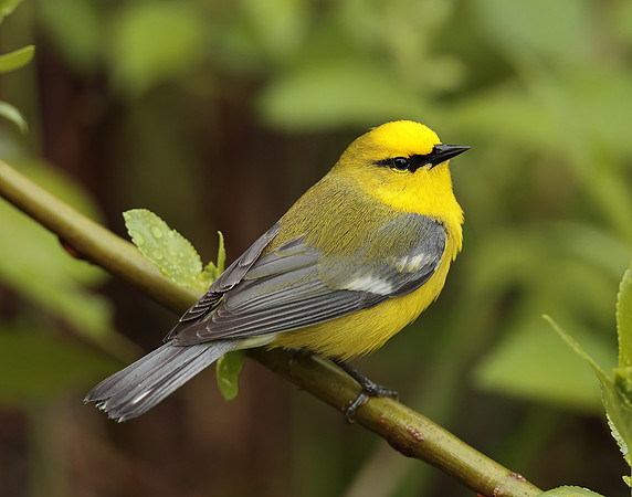 Blue-winged Warbler Vermivora cyanoptera