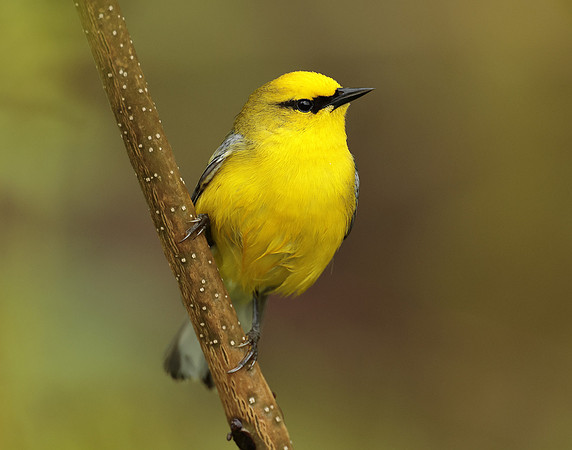 Blue-winged Warbler Vermivora cyanoptera