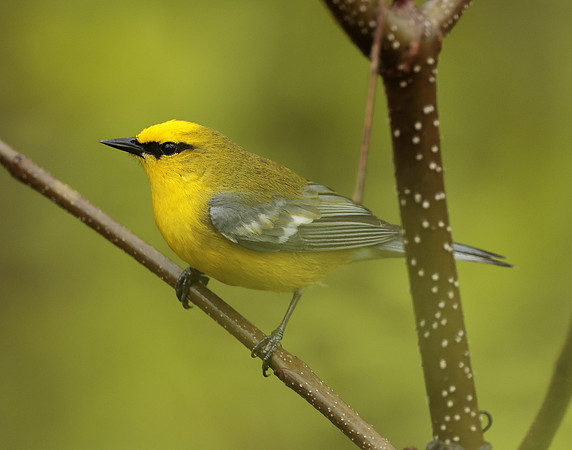 Blue-winged Warbler Vermivora cyanoptera