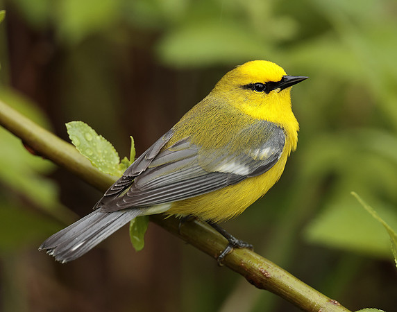Blue-winged Warbler Vermivora cyanoptera