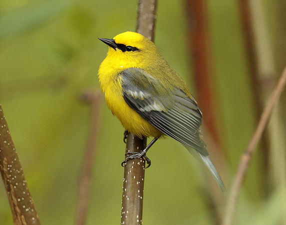 Blue-winged Warbler Vermivora cyanoptera