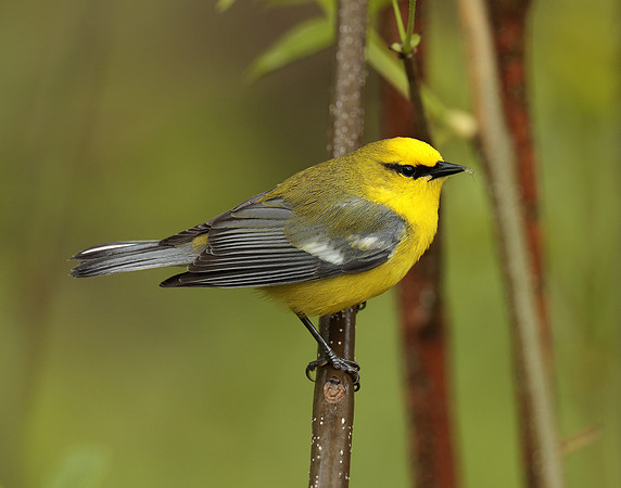 Blue-winged Warbler Vermivora cyanoptera