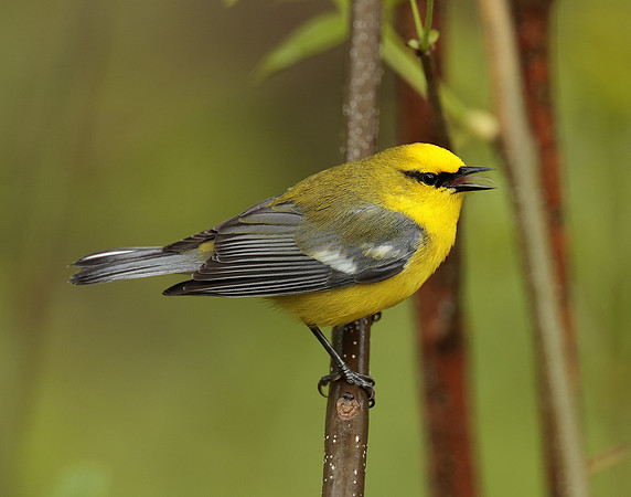 Blue-winged Warbler Vermivora cyanoptera