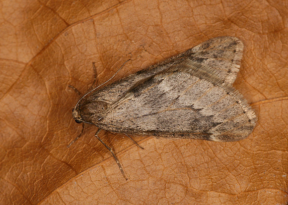 70.245 BF1663 March Moth Alsophila aescularia