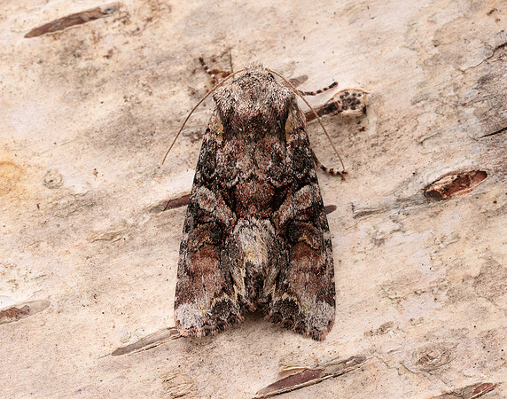 73.265 BF2156 Beautiful Brocade Lacanobia contigua