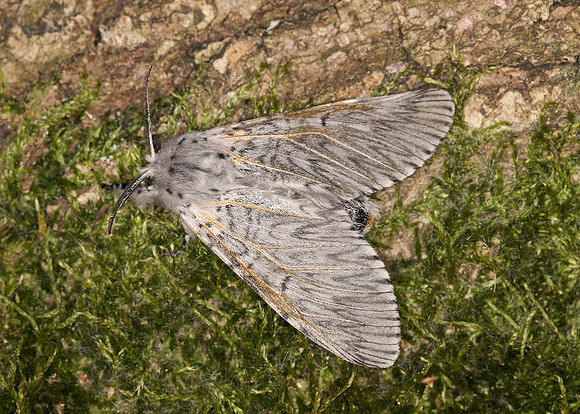 71.003 BF1995 Puss Moth Cerura vinula