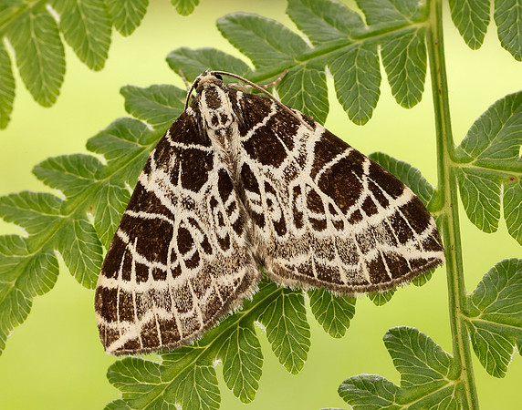 70.088 BF1772 Netted Carpet Eustroma reticulata