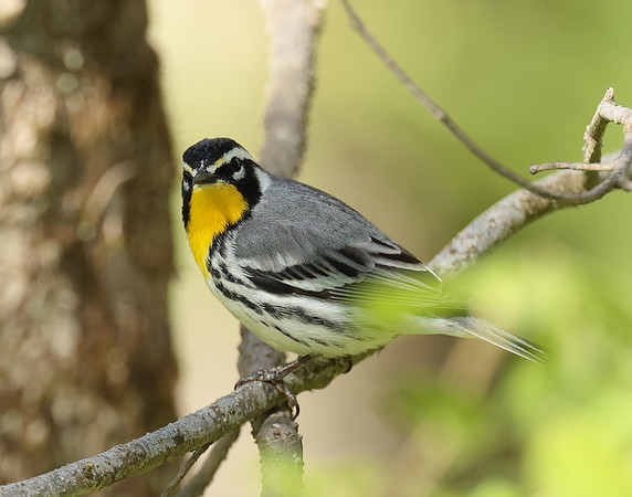 Yellow-throated Warbler  Setophaga dominica