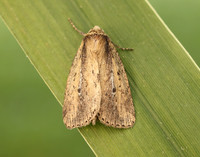 73.141 BF2371 Brown-veined Wainscot Archanara dissoluta