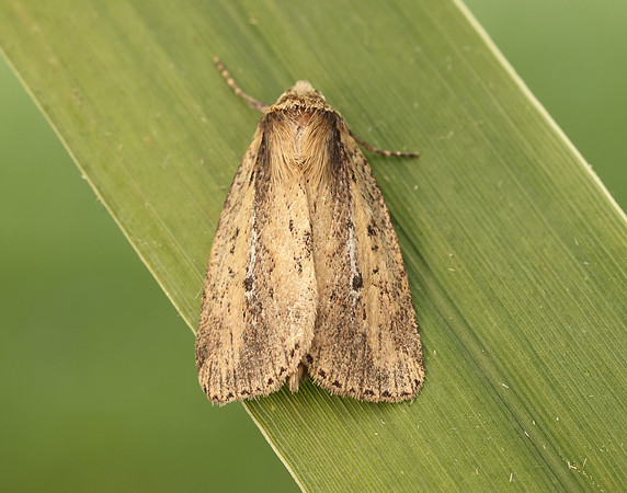 73.141 BF2371 Brown-veined Wainscot Archanara dissoluta