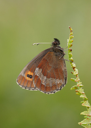 Scotch Argus Erebia aethiops