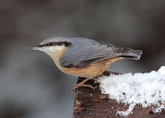 Nuthatch Sitta europaea