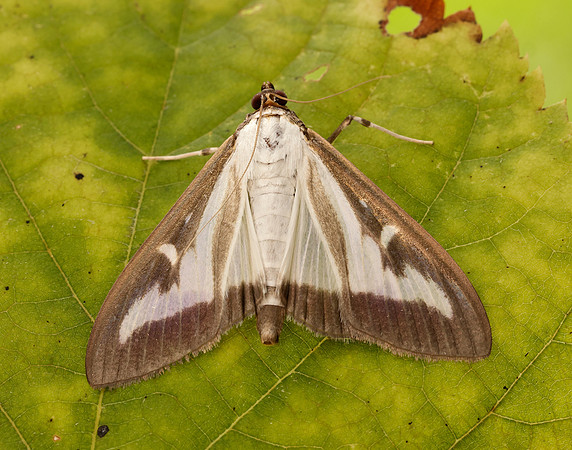 63.054 BF1409a Box-tree Moth Cydalima perspectalis