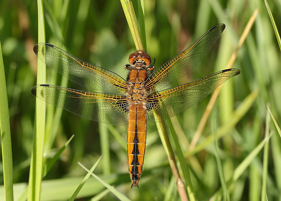 Scarce Chaser Libellula fulva