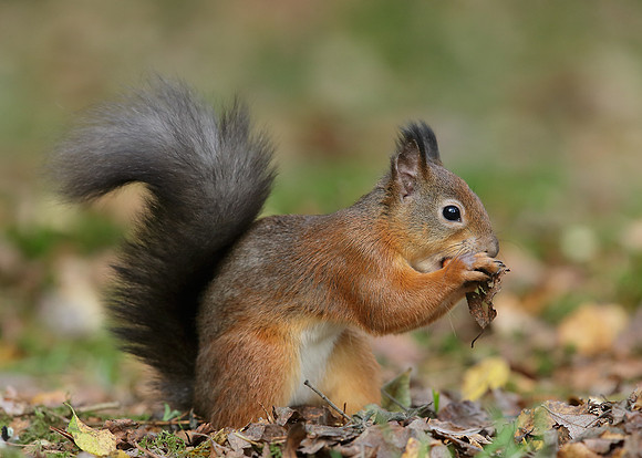 Red Squirrel Sciurus vulgaris