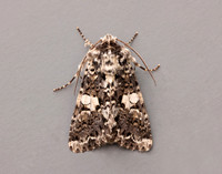 73.283 BF2171 Marbled Coronet Hadena confusa