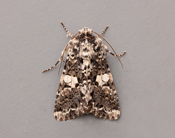 73.283 BF2171 Marbled Coronet Hadena confusa