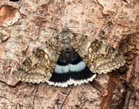 72.076 BF2451 Clifden Nonpareil Catocala fraxini