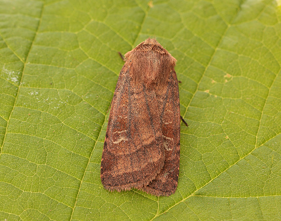 73.334 BF2123 Small Square-spot Diarsia rubi