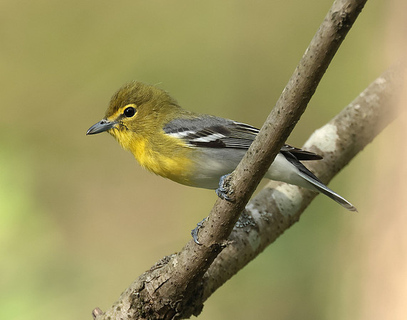 Yellow-throated Vireo Vireo flavifrons