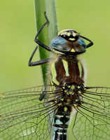 Hairy Dragonfly Brachytron pratense