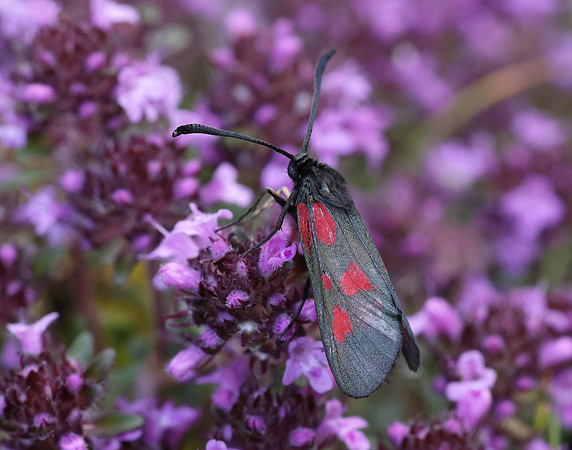 54.007 BF168 New Forest Burnet Zygaena viciae