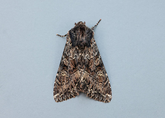 73.238 BF2250 Dark Brocade Mniotype adusta