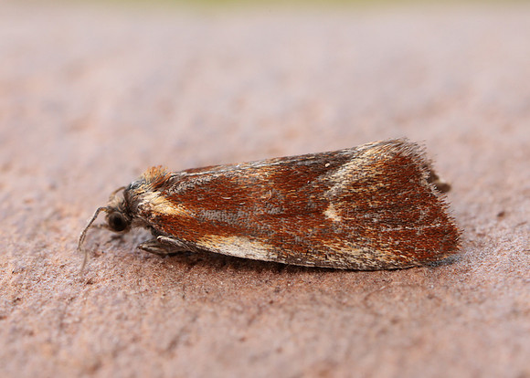 49.090 BF1015 Eulia ministrana
