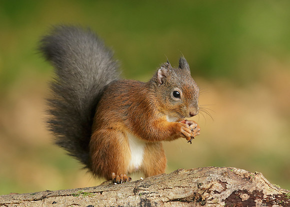 Red Squirrel Sciurus vulgaris