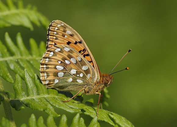 Dark Green fritillary Argynnis aglaja