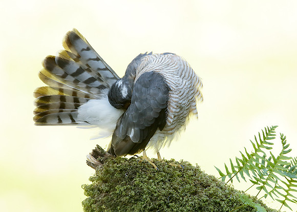 Sparrowhawk Accipiter nisus