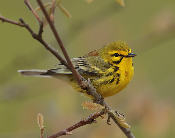 Prairie Warbler Setophaga discolor