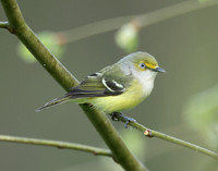 White-eyed Vireo Vireo griseus