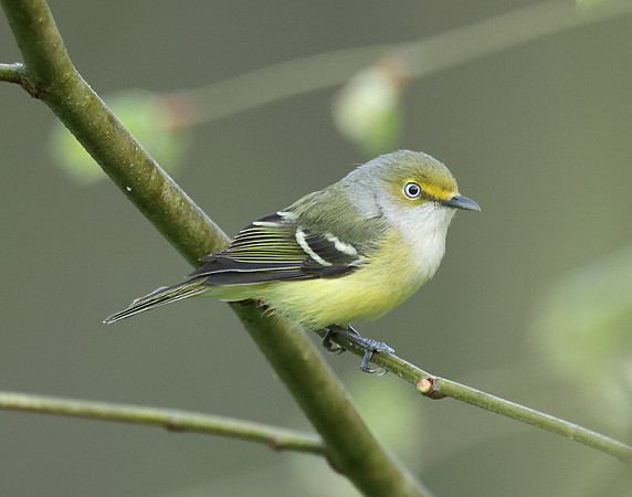 White-eyed Vireo Vireo griseus