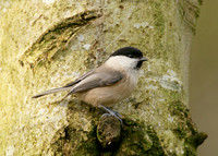 Willow Tit Poecile montanus