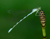 Northern Damselfly Coenagrion hastulatum