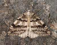 70.109 BF1797 Autumnal Moth Epirrita autumnata
