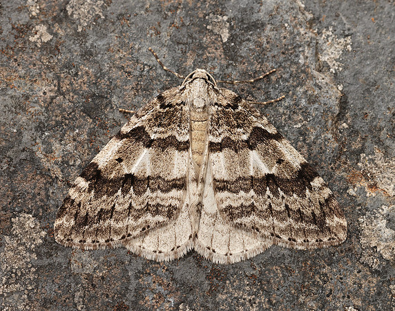 70.109 BF1797 Autumnal Moth Epirrita autumnata