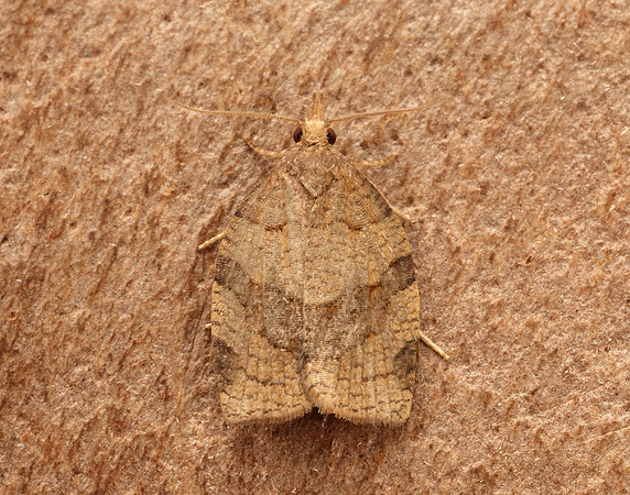49.027 BF973 Pandemis dumetana