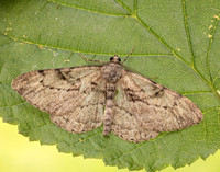 70.258 BF1937 Willow Beauty Peribatodes rhomboidaria