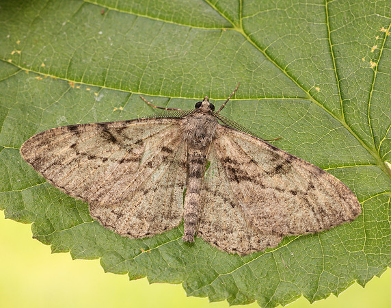 70.258 BF1937 Willow Beauty Peribatodes rhomboidaria