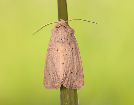 73.149 BF2347  Concolorous Photedes extrema