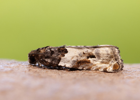 49.279 BF1169 Gypsonoma dealbana